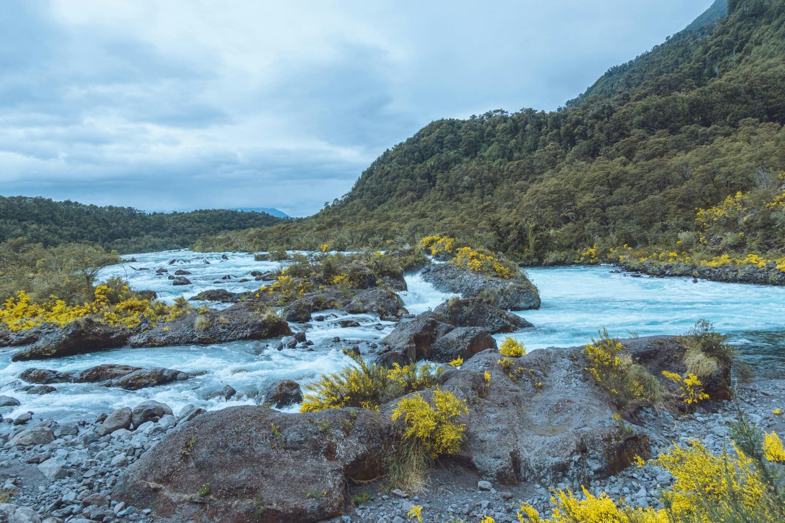 Vibrant view of Petrohue River with lush greenery and yellow flora in Los Lagos, Chile.